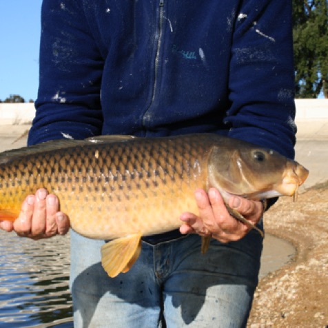 Carp caught on a private dam in Alentejo
